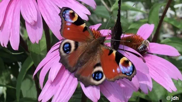 Schmetterling auf einer Blume