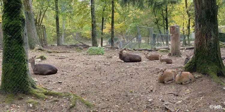 Hirsche im Tierpark