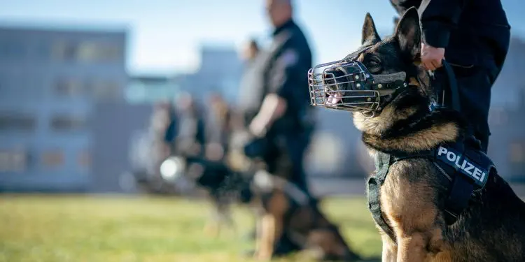 Sitzender Polizeihund